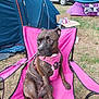 dog, brindle, pink_harness, pink_chair, camping, tent, grass, outdoor, leash, car, pet, animal, canine, resting, seat, summer, nature, daytime, relaxed, curious
