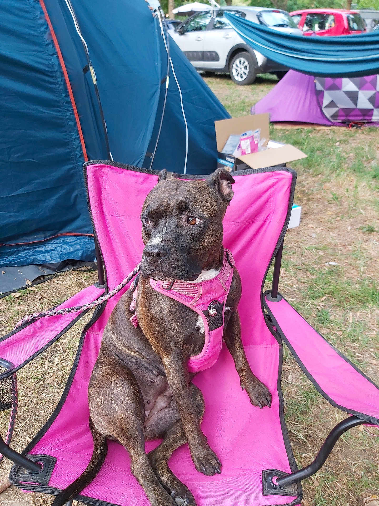Prada participe au concours pour gagner de l'argent avec cette photo : dog, brindle, pink_harness, pink_chair, camping, tent, grass, outdoor, leash, car, pet, animal, canine, resting, seat, summer, nature, daytime, relaxed, curious