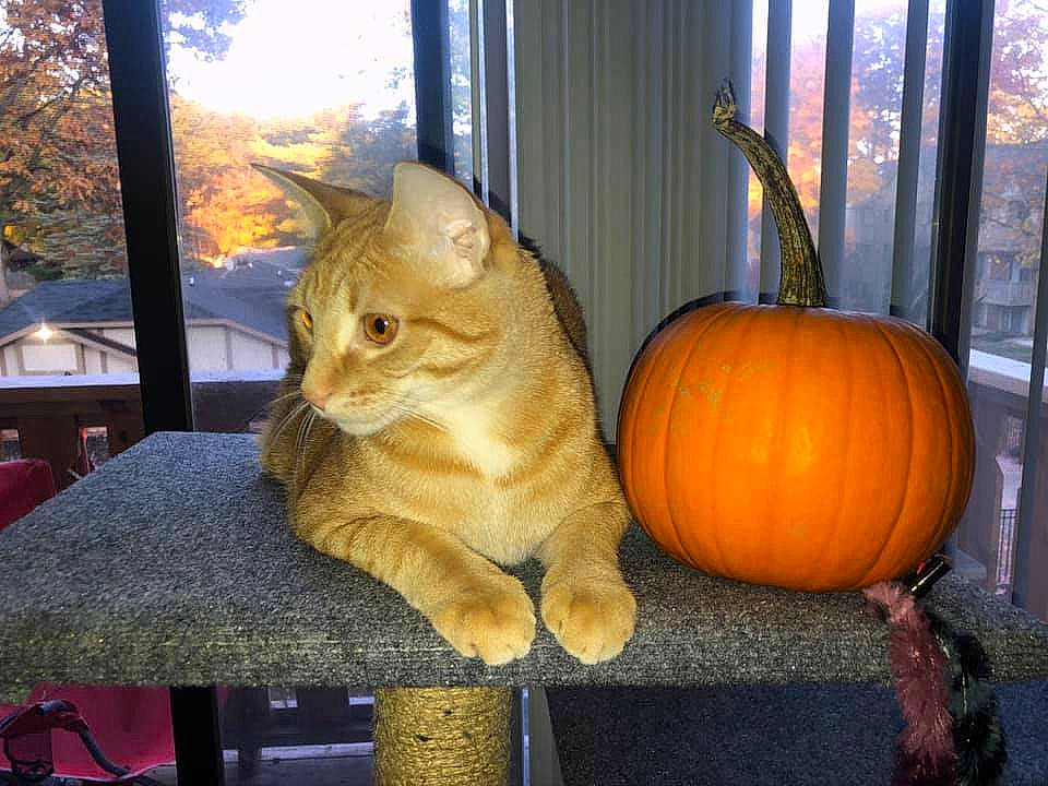 William joined the competition — help win amazing prizes! calabaza, carnivore, cat, cucurbita, european_shorthair, fawn, felidae, fruit, gourd, plant, pumpkin, small_to_medium_sized_cats, tabby_cat, vegetable, vegetarian_food, whiskers, winter_squash