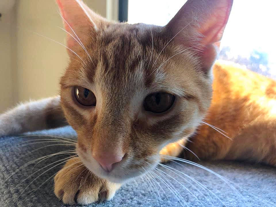 William is registered to the contest to win money with this photo: abyssinian, aegean_cat, arabian_mau, asian, australian_mist, carnivore, cat, close_up, european_shorthair, eye, felidae, german_rex, mammal, nose, singapura, small_to_medium_sized_cats, snout, tabby_cat, vertebrate, whiskers