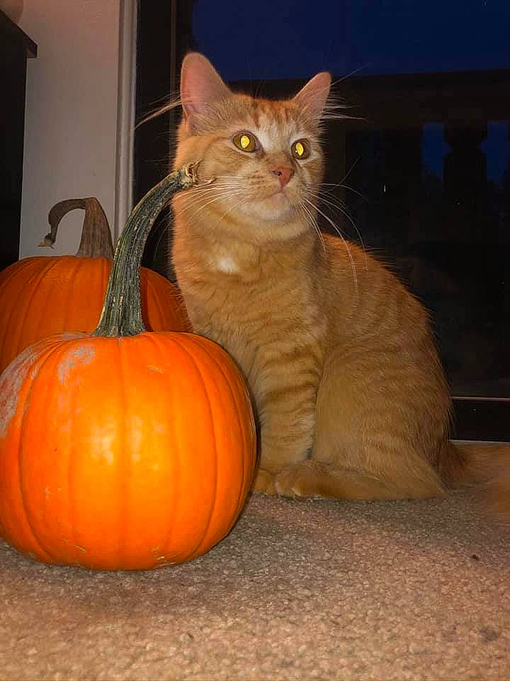 Dilly joined the competition — help win amazing prizes! asian, calabaza, carnivore, cat, cucurbita, fawn, felidae, fruit, gourd, norwegian_forest_cat, orange, plant, pumpkin, small_to_medium_sized_cats, tabby_cat, vegetable, vegetarian_food, whiskers, winter_squash