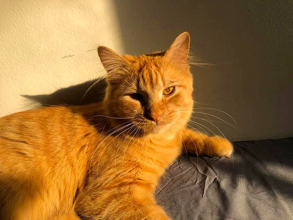 Dilly is registered to the contest to win money with this photo: aegean_cat, arabian_mau, asian, carnivore, cat, claw, domestic_short_haired_cat, ear, european_shorthair, eye, felidae, fur, kitten, mammal, paw, small_to_medium_sized_cats, somali, tabby_cat, tail, whiskers