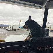 Chimmy joined the competition — help win amazing prizes! animal, canine, collar, dashboard, dog, gauges, inside_vehicle, looking_out, overcast, parking_lot, pet, resting, side_view, steering_wheel, transportation, truck, truck_stop, vehicle_interior, window, windshield