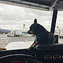 animal, canine, collar, dashboard, dog, gauges, inside_vehicle, looking_out, overcast, parking_lot, pet, resting, side_view, steering_wheel, transportation, truck, truck_stop, vehicle_interior, window, windshield