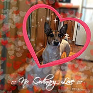 Fletcher participe au concours pour gagner de l'argent avec cette photo : dog, heart_frame, kitchen, bokeh, sparkles, floor, cabinet, text_overlay, love, pet, animal, indoor, brown, white, tile_floor, decorative, cute, portrait, standing, ears_up