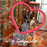 dog, heart_frame, kitchen, bokeh, sparkles, floor, cabinet, text_overlay, love, pet, animal, indoor, brown, white, tile_floor, decorative, cute, portrait, standing, ears_up