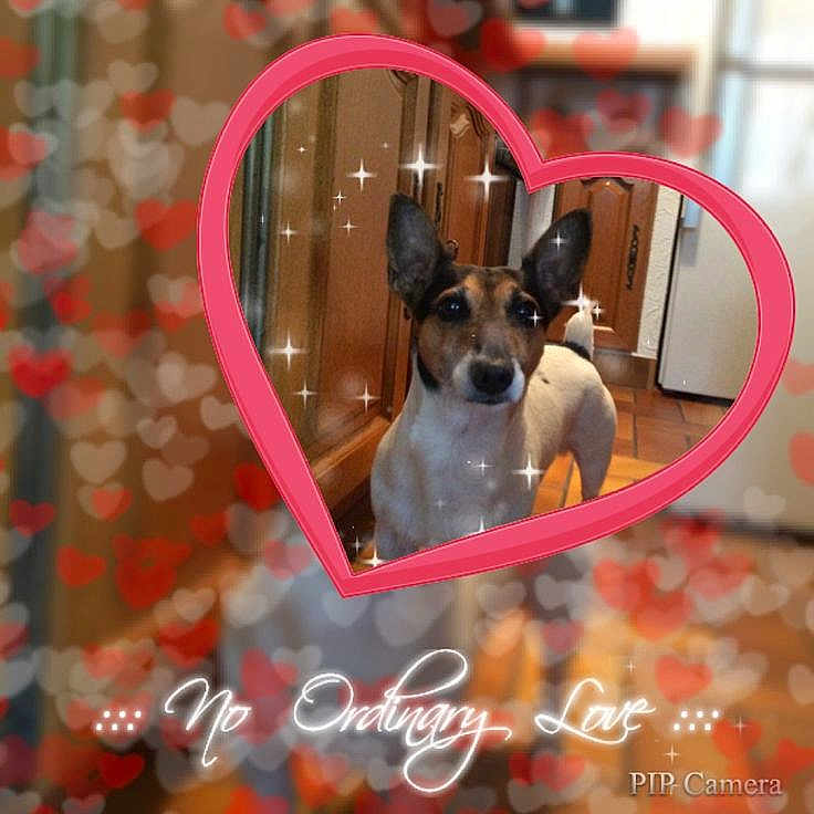 Fletcher participe au concours pour gagner de l'argent avec cette photo : dog, heart_frame, kitchen, bokeh, sparkles, floor, cabinet, text_overlay, love, pet, animal, indoor, brown, white, tile_floor, decorative, cute, portrait, standing, ears_up