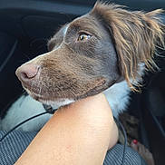 Valkie participe au concours pour gagner de l'argent avec cette photo : dog, canine, pet, brown_fur, white_fur, close_up, resting, car_interior, human_arm, seat, fur, whiskers, animal, companion, domestic_animal, side_profile, looking_away, natural_light, relaxed, transportation