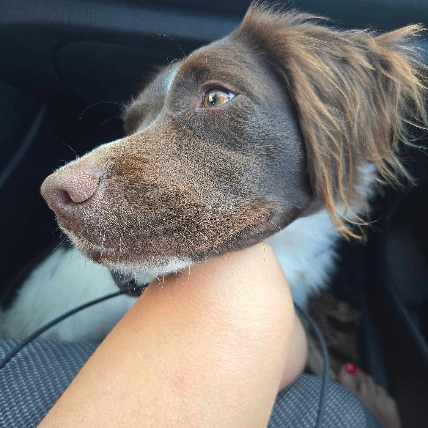 Valkie participe au concours pour gagner de l'argent avec cette photo : dog, canine, pet, brown_fur, white_fur, close_up, resting, car_interior, human_arm, seat, fur, whiskers, animal, companion, domestic_animal, side_profile, looking_away, natural_light, relaxed, transportation