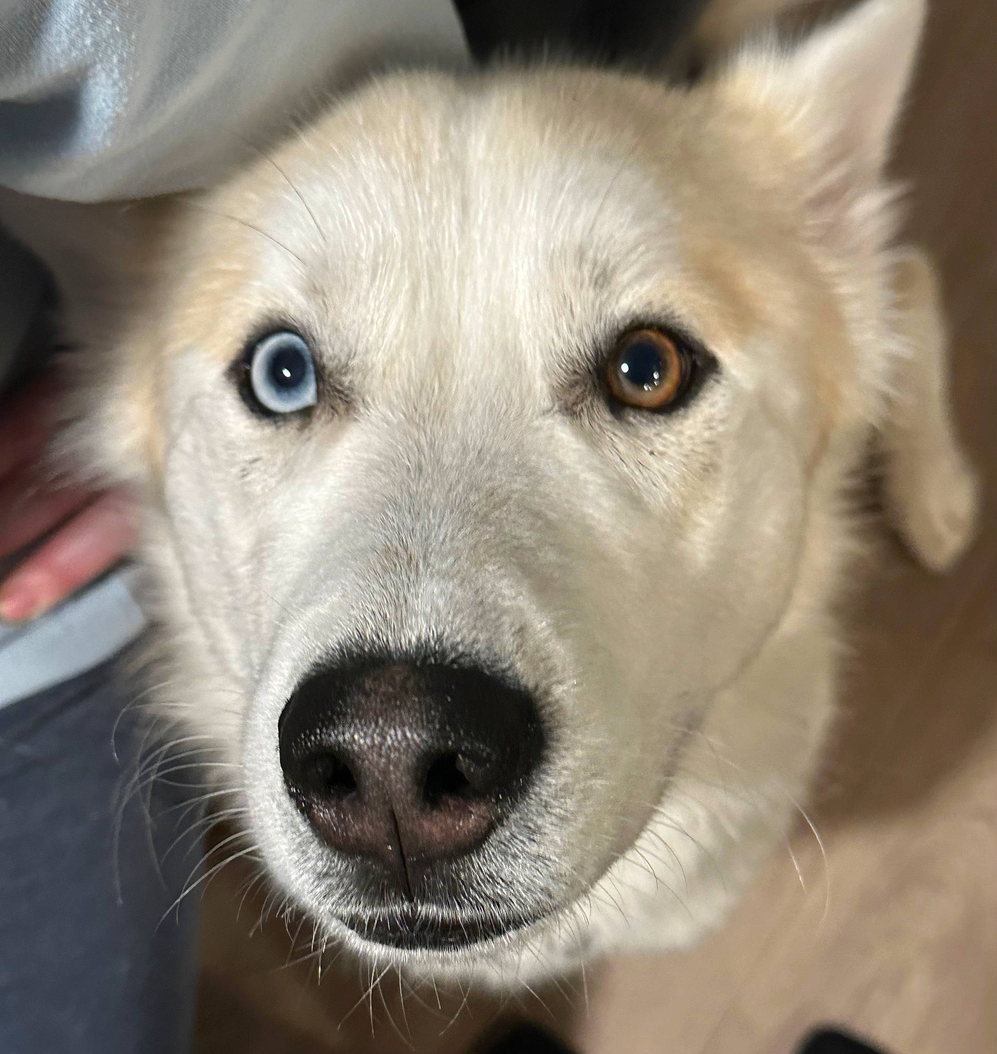 Archie is registered to the contest to win money with this photo: canidae, canis, carnivore, close_up, companion_dog, dog, dog_breed, eye, eyelash, fawn, fur, jaw, sled_dog, snout, sporting_group, street_dog, whiskers, wolf, working_animal, working_dog