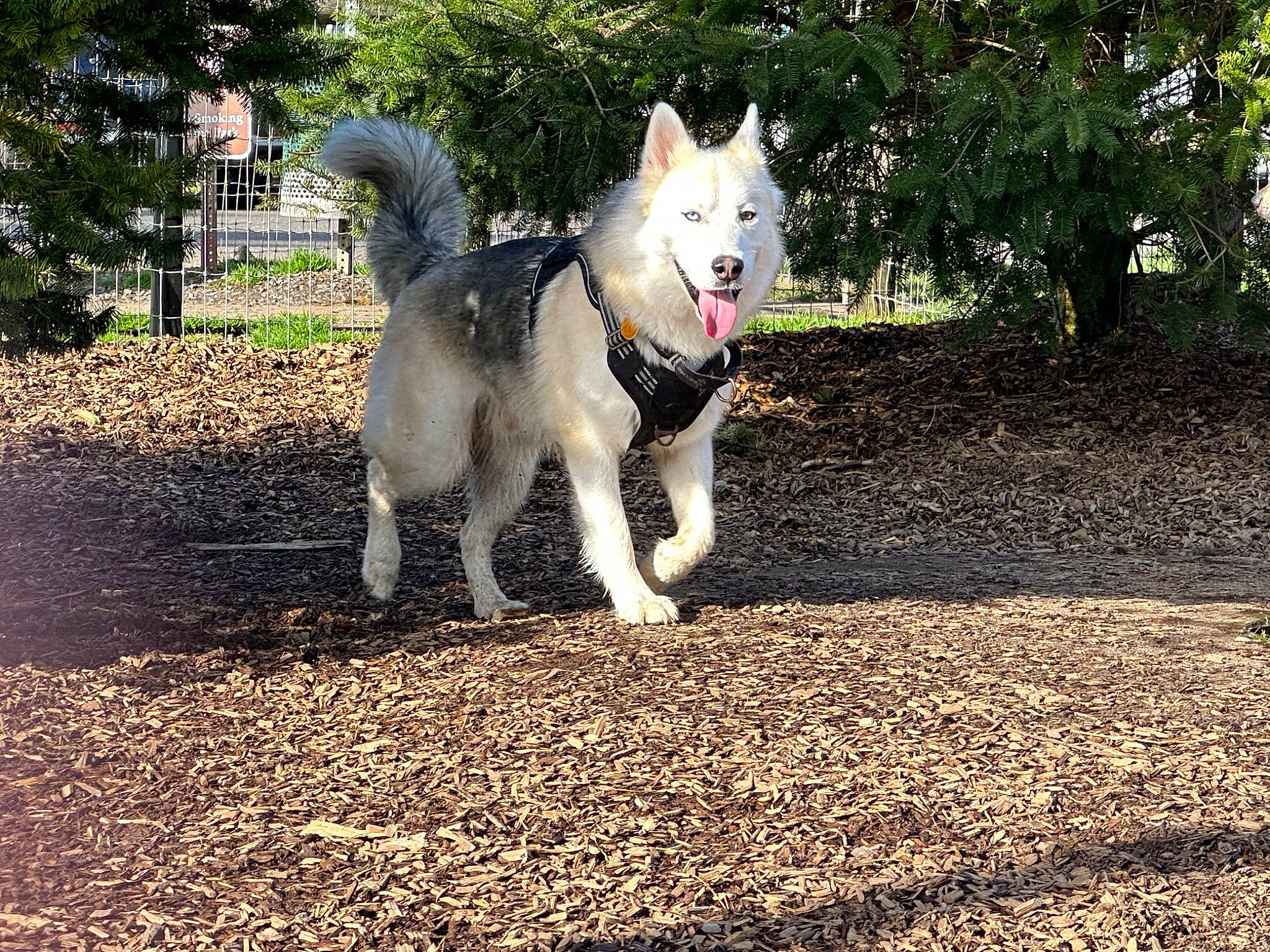 Archie is registered to the contest to win money with this photo: adventure, ancient_dog_breeds, canidae, carnivore, collar, companion_dog, dog, dog_breed, grass, herding_dog, non_sporting_group, plant, road_surface, soil, sporting_group, tail, tree, wildlife, working_animal, working_dog