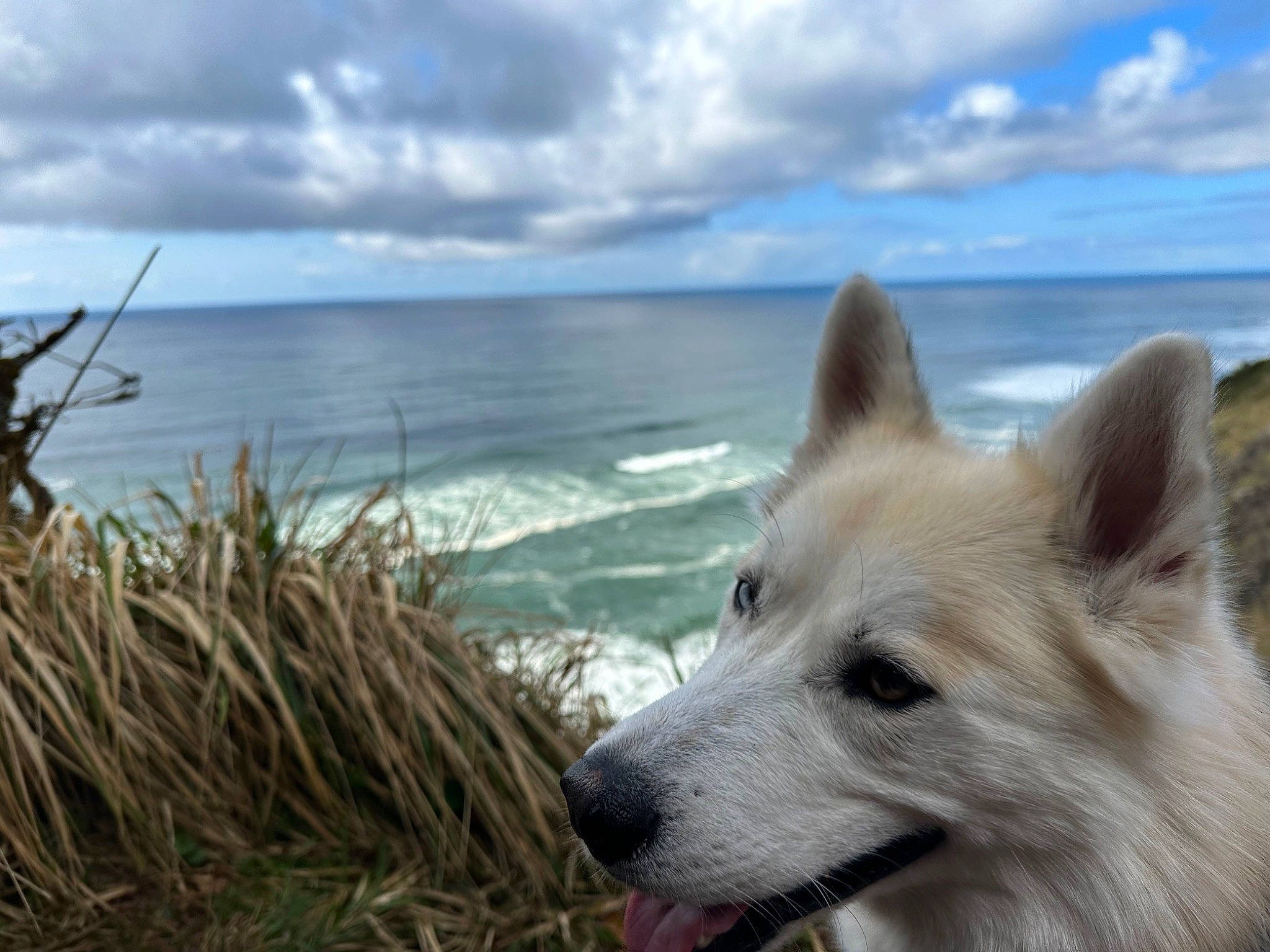 Archie is registered to the contest to win money with this photo: beach, carnivore, cloud, companion_dog, cumulus, dog, dog_breed, fawn, grass, horizon, lake, landscape, ocean, plant, sky, sporting_group, water, wildlife, wind_wave, wood