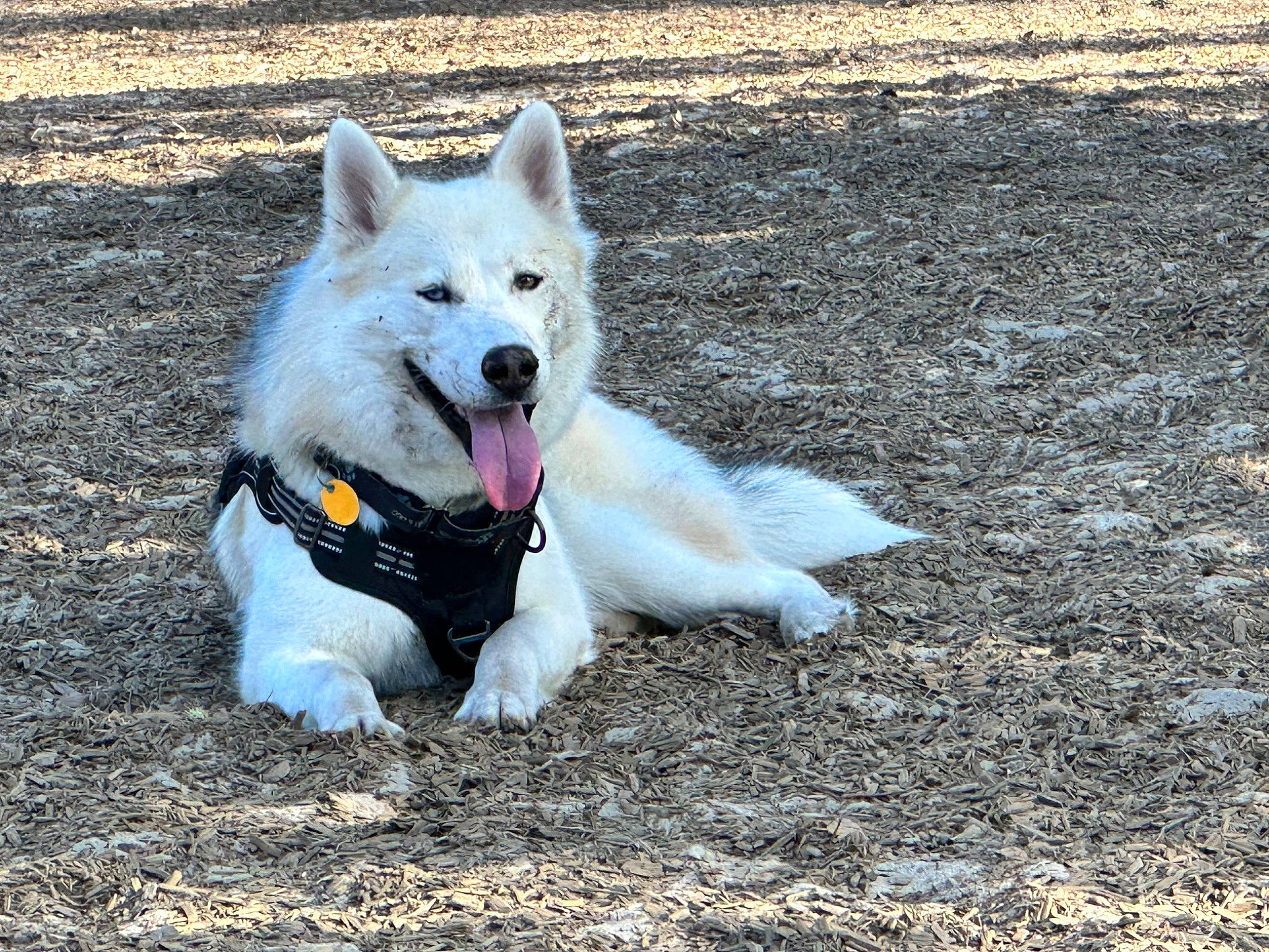 Archie is registered to the contest to win money with this photo: ancient_dog_breeds, canidae, carnivore, companion_dog, dog, dog_breed, fang, herding_dog, non_sporting_group, road_surface, snout, soil, sporting_group, terrestrial_animal, working_dog