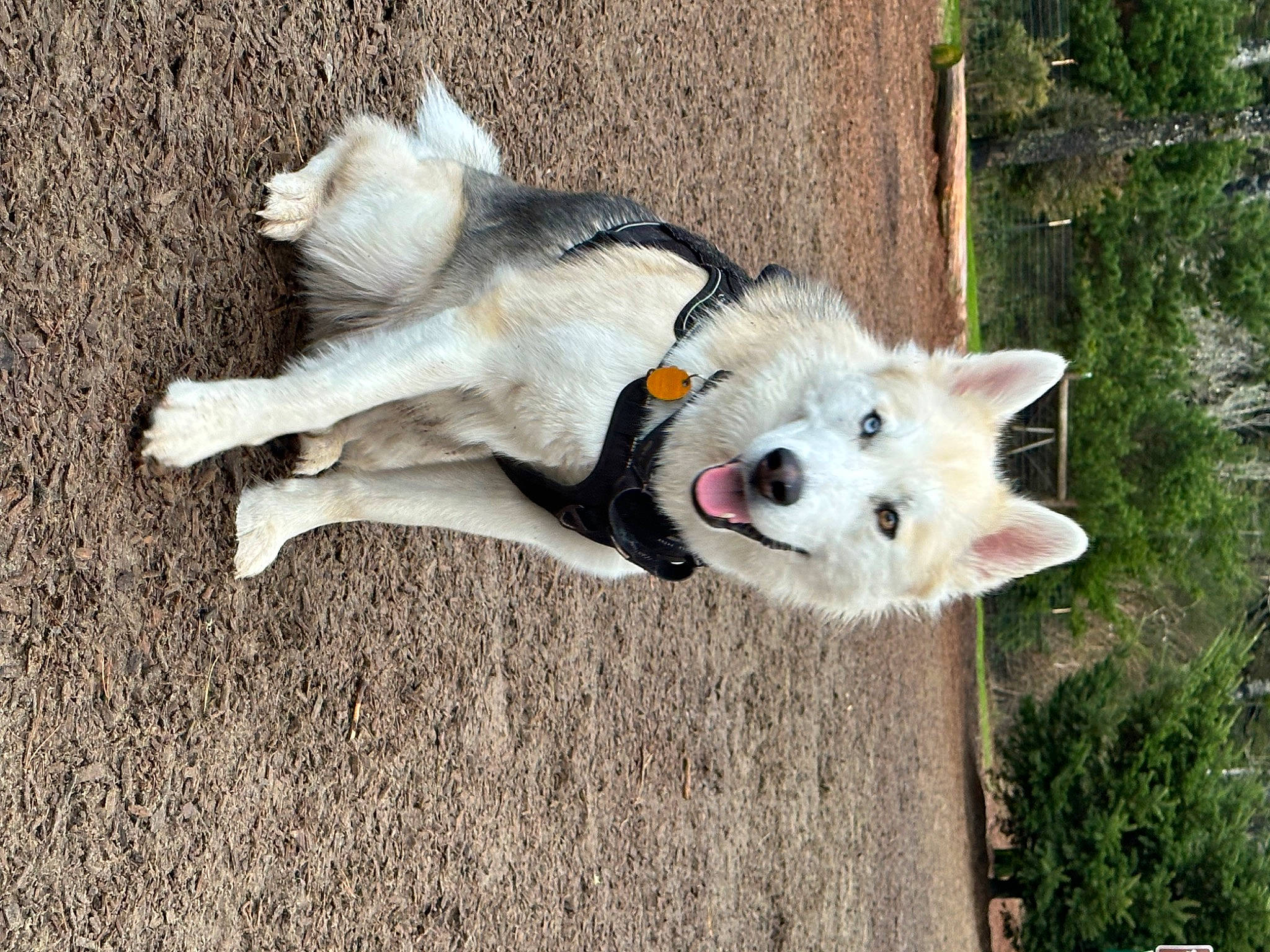 Archie is registered to the contest to win money with this photo: canidae, canis, carnivore, collar, companion_dog, dog, dog_breed, dog_supply, fawn, livestock_guardian_dog, pet_supply, plant, sled_dog, snout, sporting_group, tail, tree, wolf, working_animal, working_dog