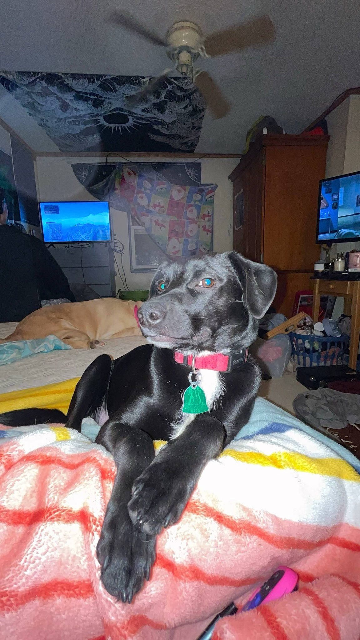 Sweet Potato is registered to the contest to win money with this photo: canidae, carnivore, comfort, companion_dog, couch, dog, dog_breed, dog_supply, fawn, felidae, fur, guard_dog, linens, picture_frame, room, snout, sporting_group, table, tail, television