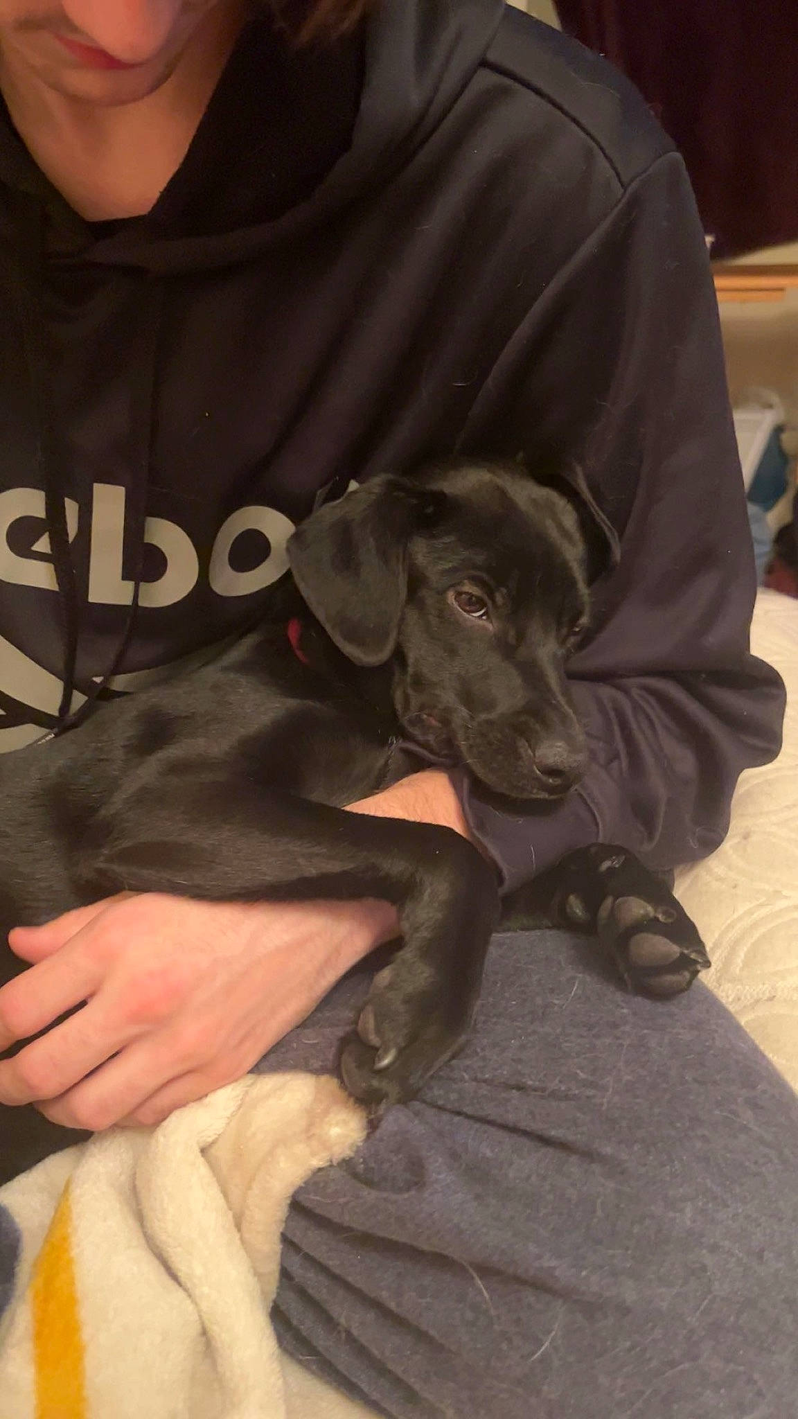 Sweet Potato is registered to the contest to win money with this photo: borador, canidae, carnivore, comfort, companion_dog, dog, dog_breed, fawn, fur, grey, guard_dog, liver, sitting, sleeve, snout, sporting_group, t_shirt, toy_dog, working_animal, wrist