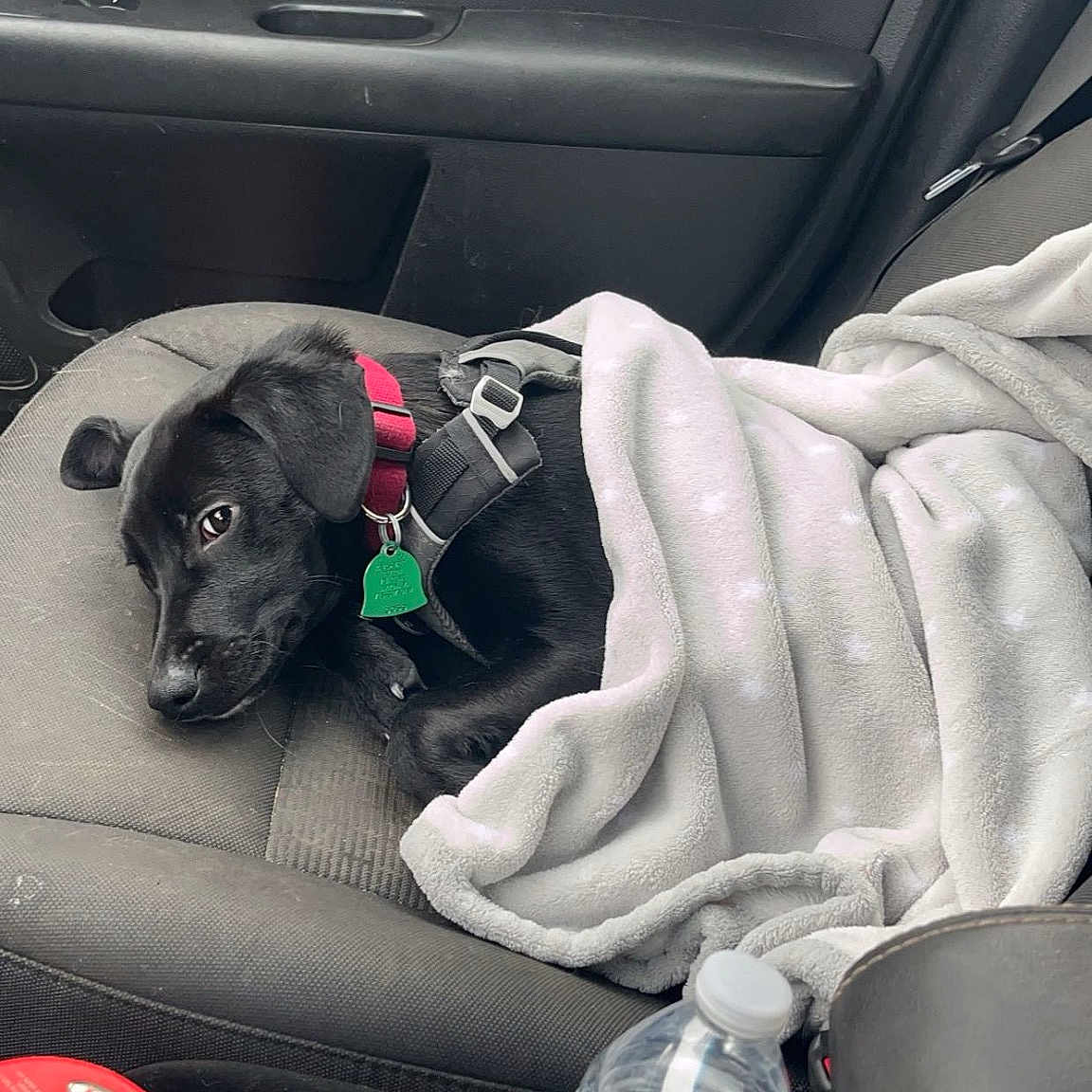 Sweet Potato joined the competition — help win amazing prizes! auto_part, automotive_design, automotive_exterior, bottle, bottled_water, car_seat, car_seat_cover, carnivore, comfort, companion_dog, dog, dog_breed, human_leg, motor_vehicle, personal_luxury_car, plastic_bottle, vehicle, vehicle_door, water_bottle, white