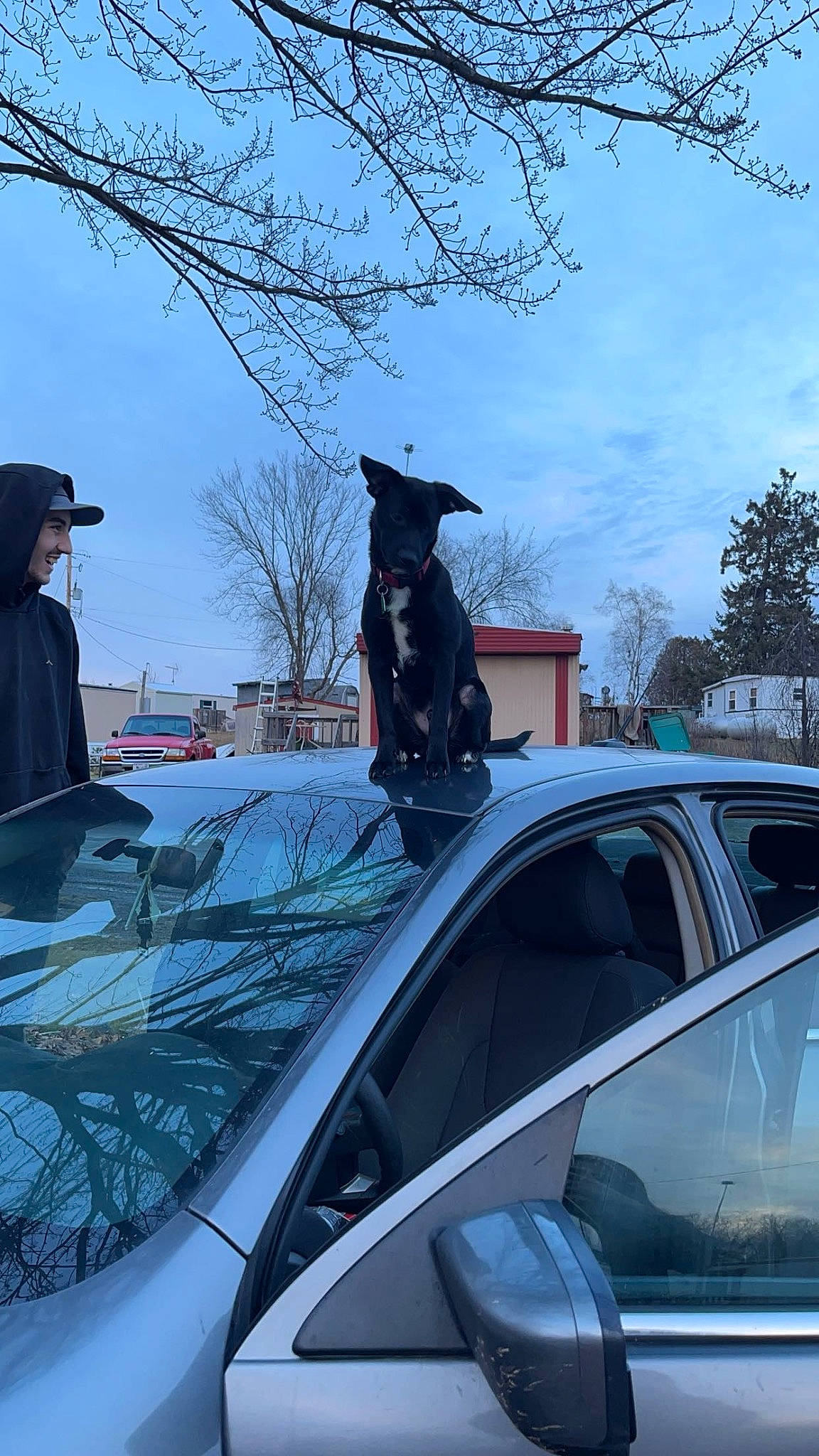 Sweet Potato joined the competition — help win amazing prizes! auto_part, automotive_design, automotive_exterior, automotive_lighting, automotive_mirror, automotive_window_part, building, car, dog, hat, hood, motor_vehicle, personal_luxury_car, road, sky, tints_and_shades, tree, vehicle, vehicle_door, window