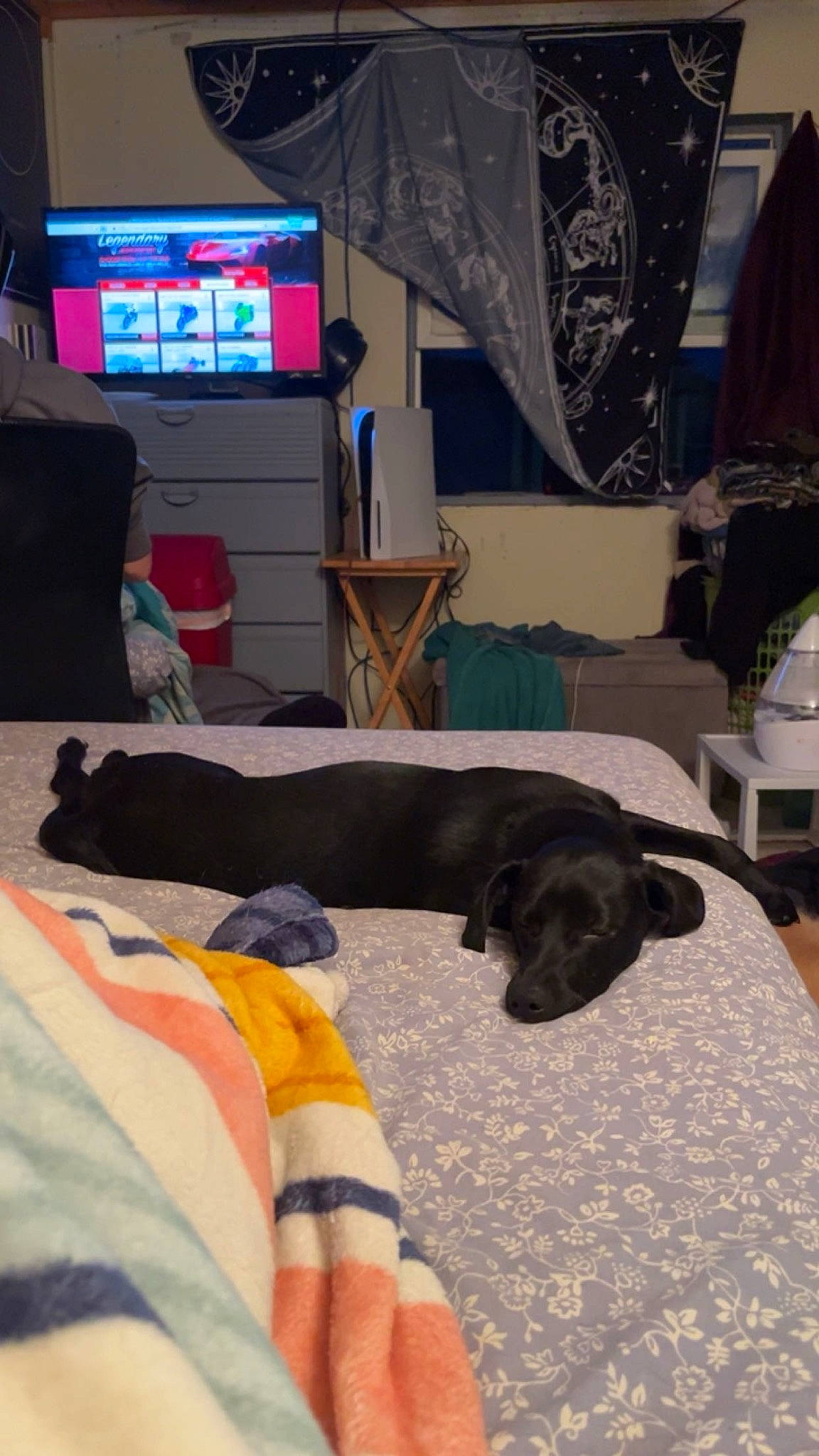 Sweet Potato joined the competition — help win amazing prizes! cable_television, carnivore, chair, comfort, companion_dog, display_device, dog, dog_breed, dog_supply, flooring, hardwood, led_backlit_lcd_display, linens, living_room, picture_frame, room, television, television_set, wood, working_animal