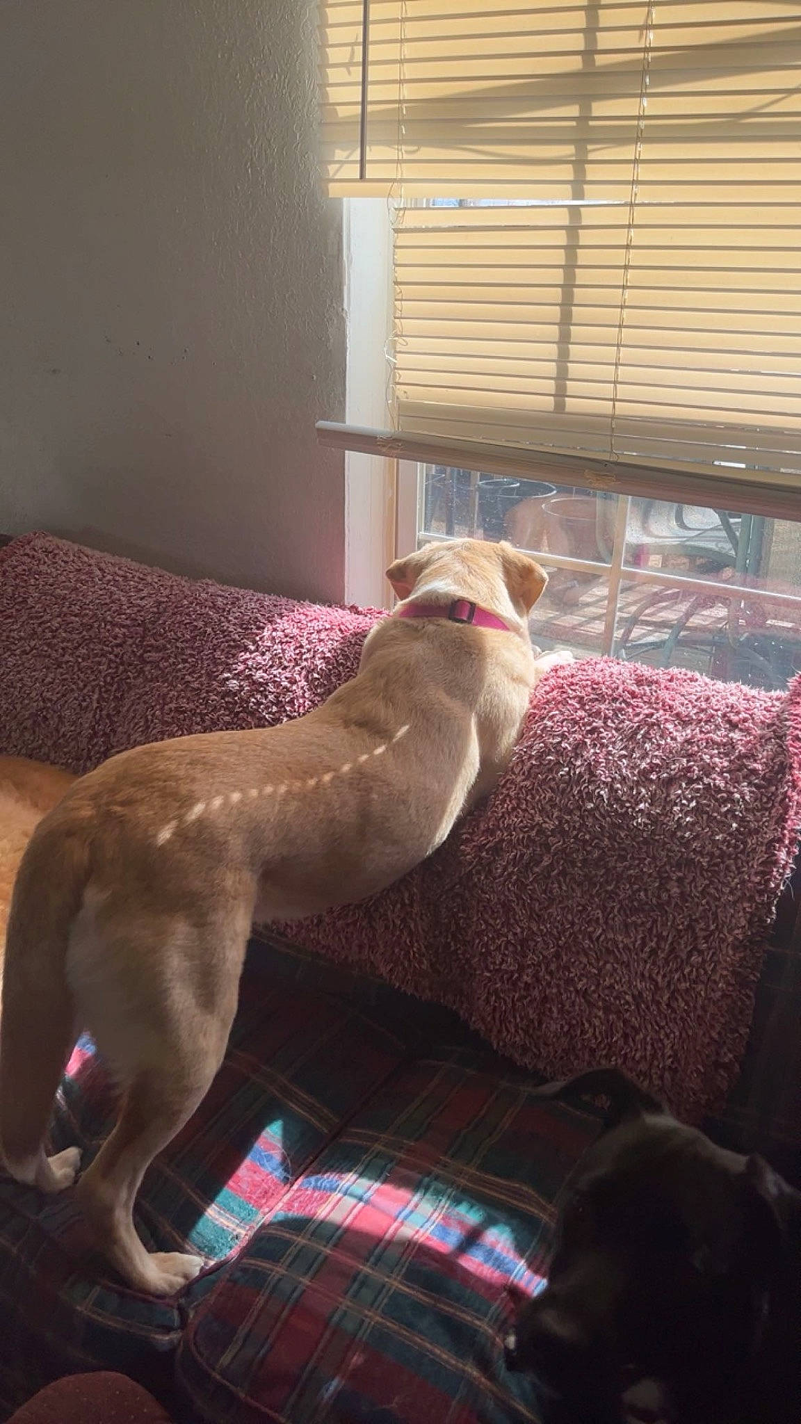 Journey is registered to the contest to win money with this photo: canidae, carnivore, comfort, companion_dog, couch, dog, dog_breed, fawn, felidae, linens, room, small_to_medium_sized_cats, snout, tail, tartan, vertebrate, whiskers, window, window_blind, window_covering