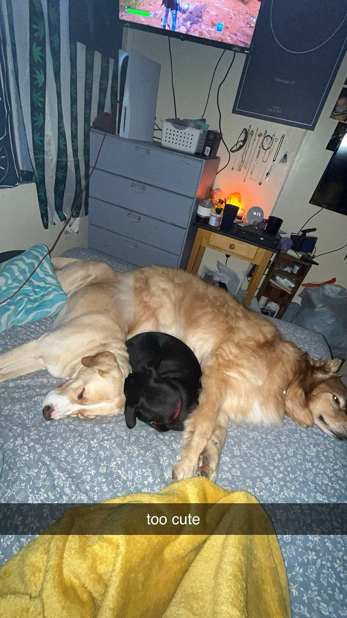 Journey is registered to the contest to win money with this photo: carnivore, chair, comfort, companion_dog, couch, curtain, dog, dog_breed, fawn, flooring, fur, hardwood, living_room, picture_frame, retriever, room, snout, sporting_group, tail, television