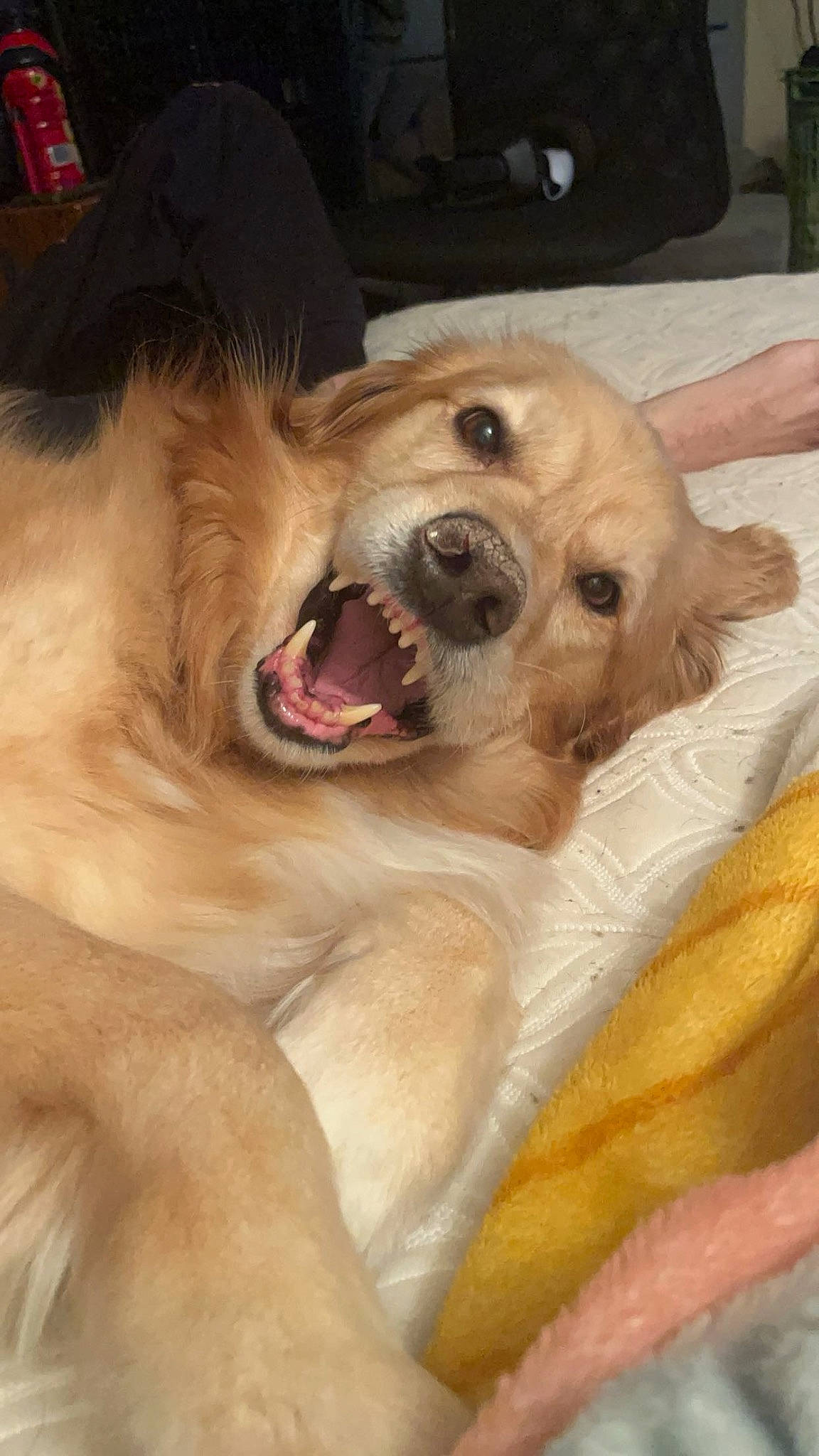 Dozer joined the competition — help win amazing prizes! canidae, carnivore, companion_dog, dog, dog_breed, ear, fang, fawn, fur, happy, jaw, paw, retriever, shout, smile, snout, sporting_group, whiskers, working_animal, yawn