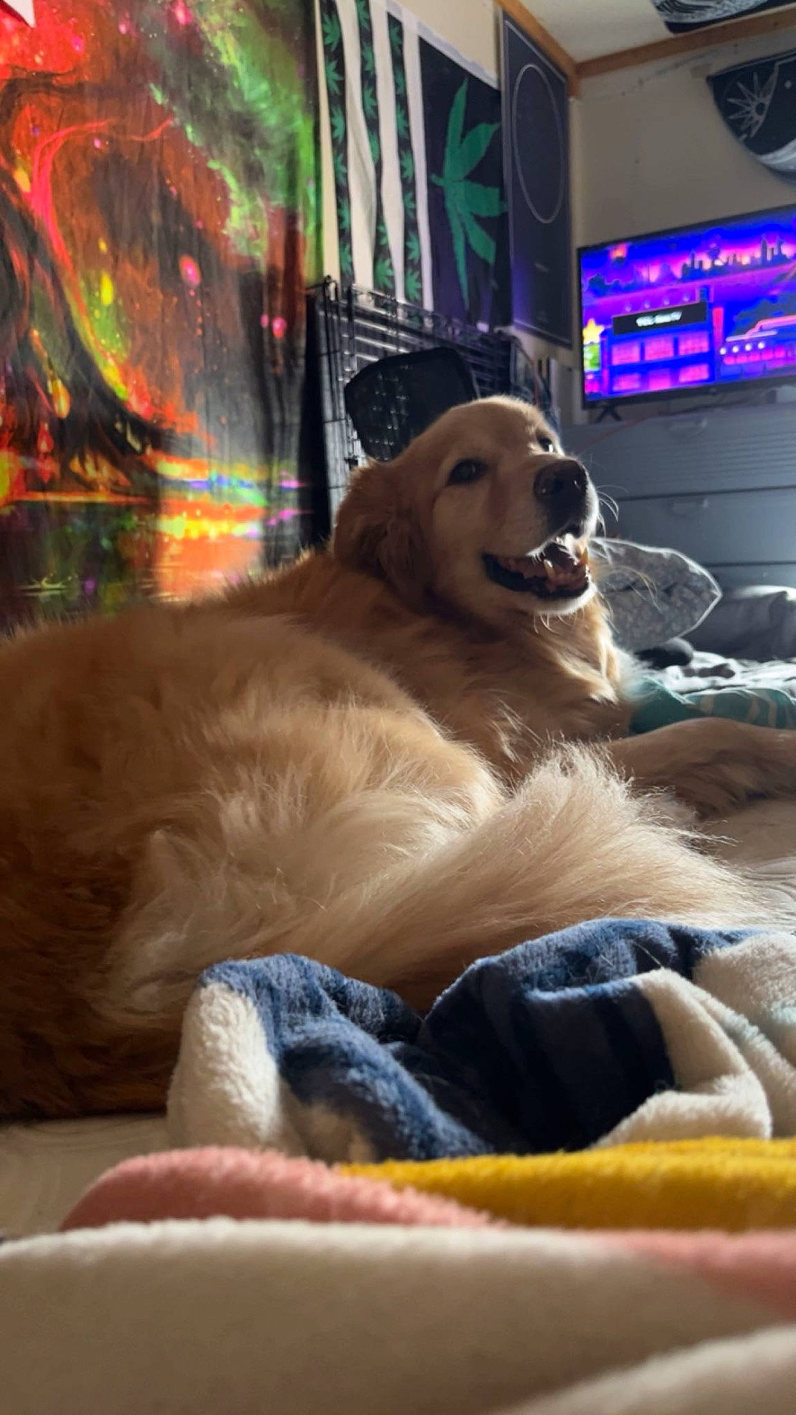 Dozer joined the competition — help win amazing prizes! carnivore, comfort, companion_dog, computer_keyboard, dog, dog_breed, fawn, felidae, fun, fur, home_appliance, led_backlit_lcd_display, paw, plant, retriever, small_to_medium_sized_cats, snout, sporting_group, television, whiskers