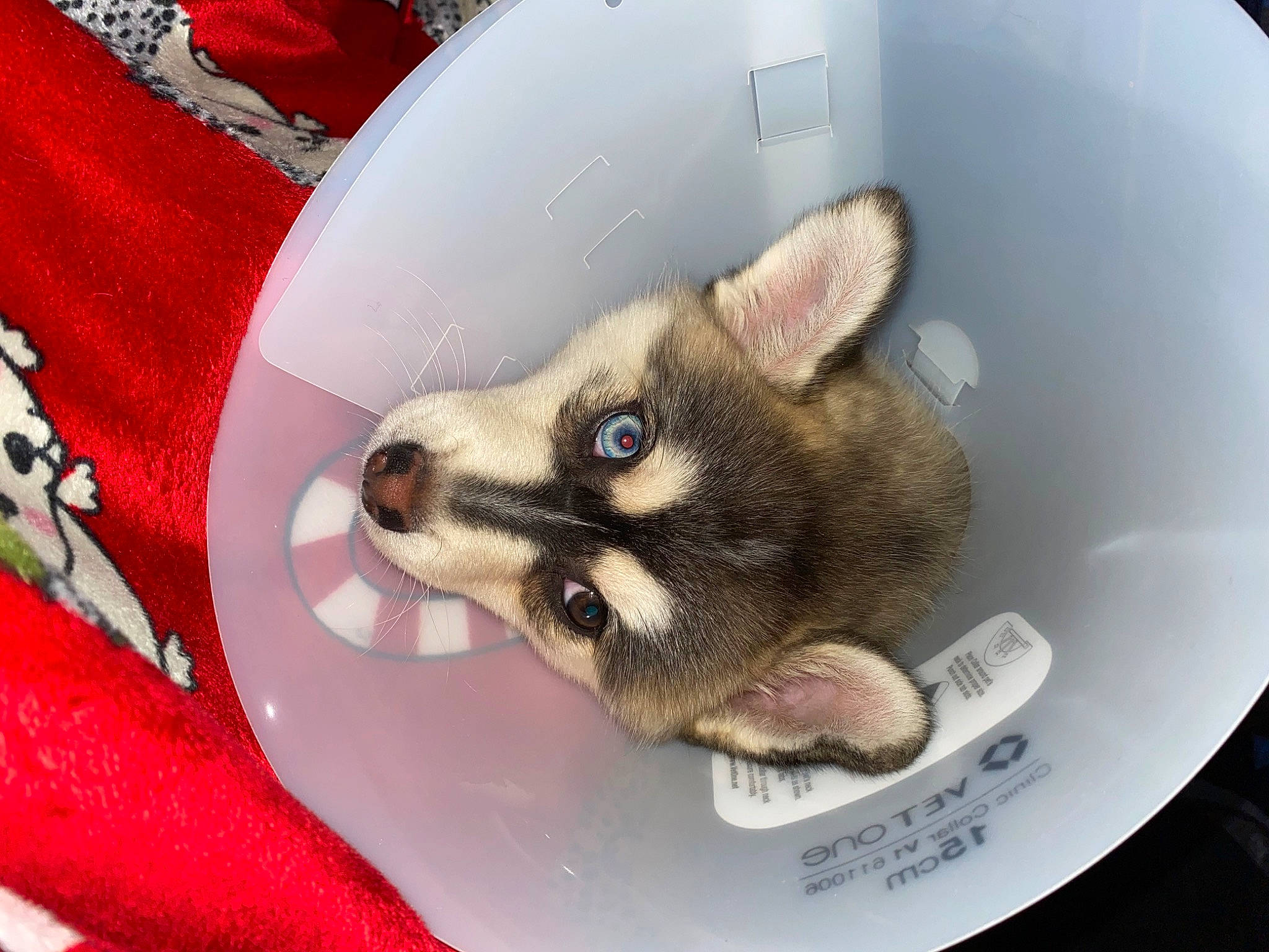 Ash is registered to the contest to win money with this photo: canidae, carmine, carnivore, claw, dishware, dog, dog_breed, dog_supply, fawn, paw, pet_supply, plate, puppy, snout, vertebrate, whiskers, working_animal