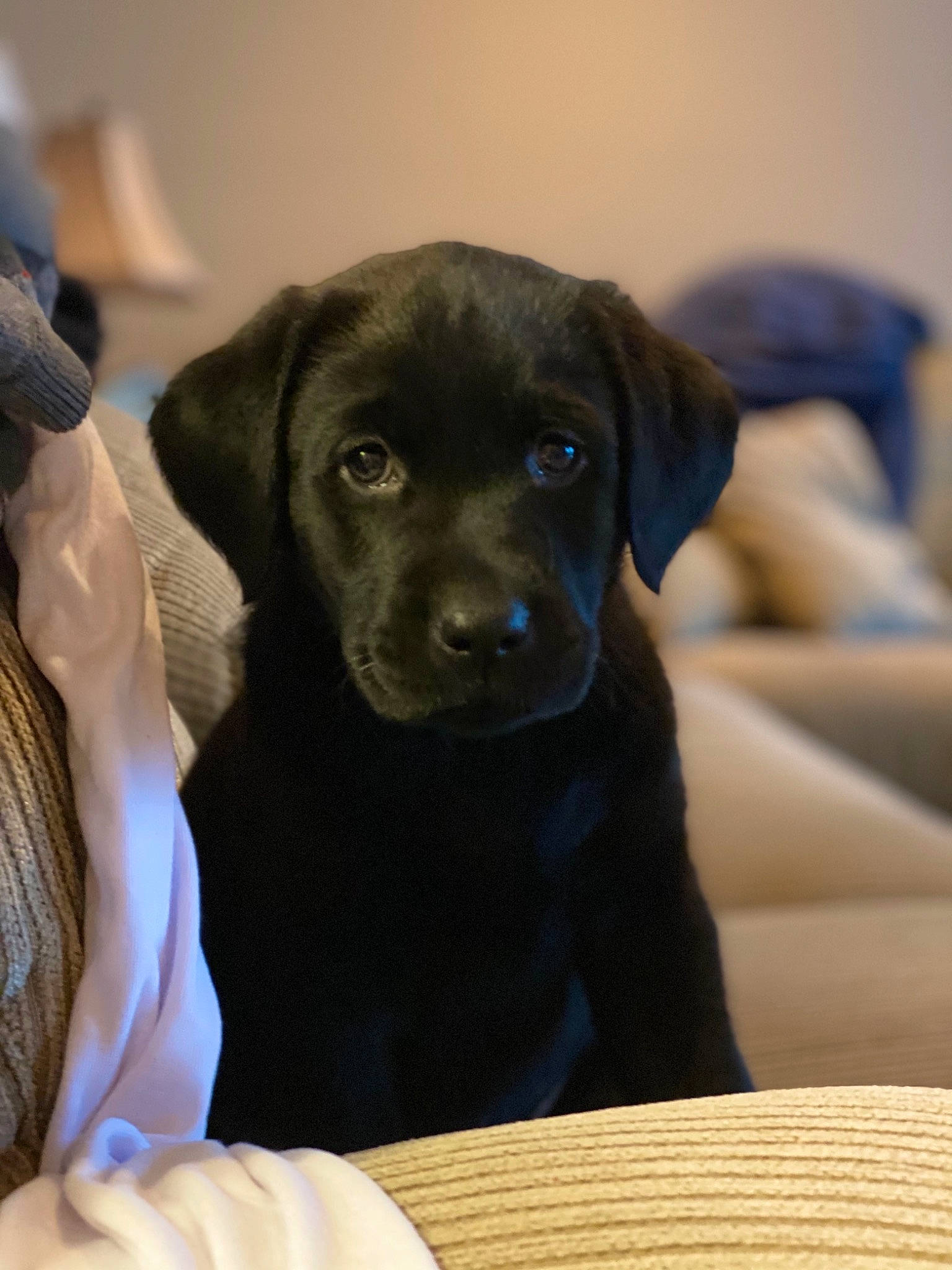 Bear joined the competition — help win amazing prizes! borador, canidae, carnivore, comfort, companion_dog, dog, dog_breed, dog_supply, gun_dog, outdoor_furniture, pet_supply, puppy, snout, sporting_group, whiskers, working_animal, working_dog