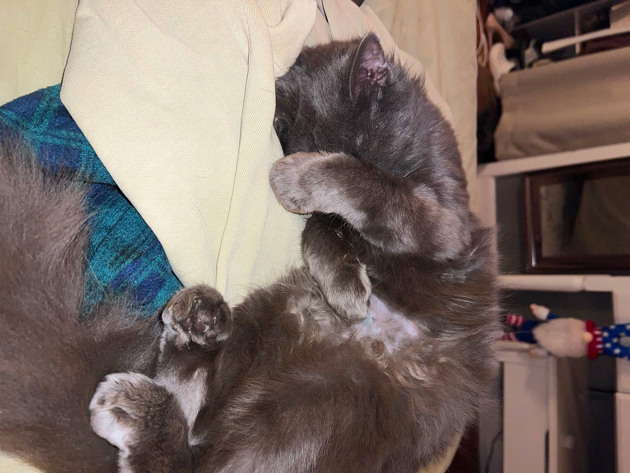 Oliver joined the competition — help win amazing prizes! bombay, canidae, carnivore, cat, claw, collar, comfort, dog_breed, domestic_short_haired_cat, ear, felidae, fur, grey, liver, natural_material, paw, small_to_medium_sized_cats, sporting_group, tail, whiskers