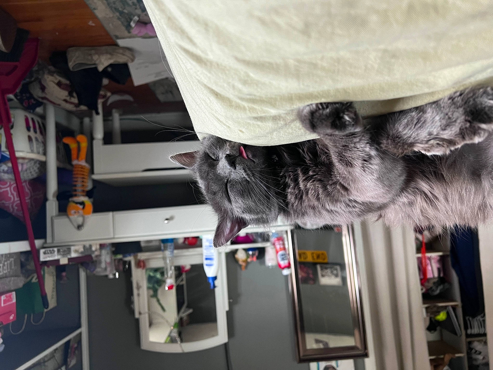 Oliver is registered to the contest to win money with this photo: electrical_wiring, engineering, fur, machine, room, tree