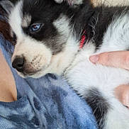 Widget joined the competition — help win amazing prizes! animal, black_and_white, blue_shirt, closeup, collar, comfort, cute, dog, face, fur, hand, husky, indoor, person, pet, portrait, puppy, resting, sleepy, young