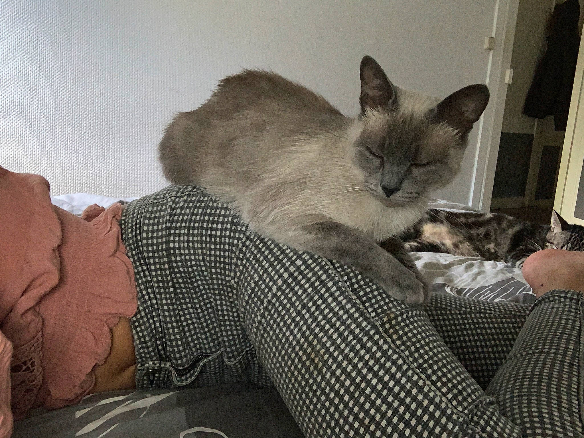 Pocket a rejoint le concours — aidez-le/la à gagner de superbes lots ! carnivore, cat, cat_supply, comfort, domestic_short_haired_cat, eye, fawn, felidae, fur, grey, linens, paw, room, siamese, sitting, small_to_medium_sized_cats, snout, tail, thai, whiskers