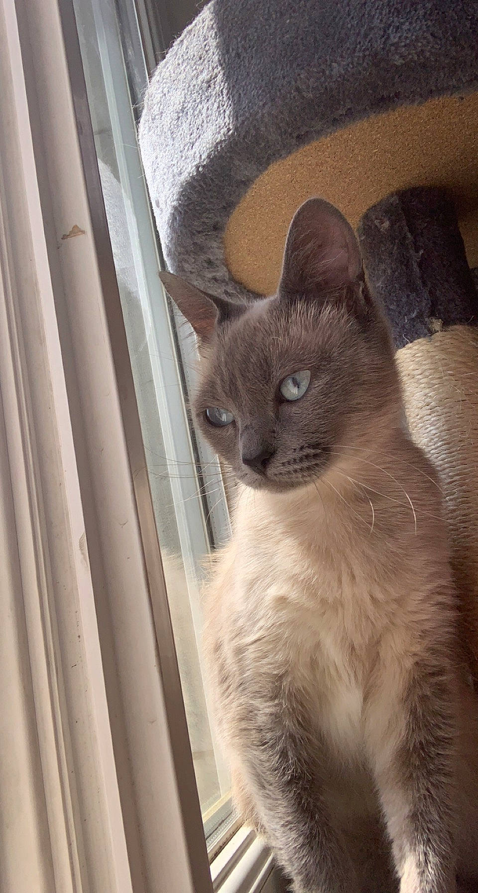 Pocket a rejoint le concours — aidez-le/la à gagner de superbes lots ! balinese, carnivore, cat, comfort, domestic_short_haired_cat, fawn, felidae, fixture, fur, siamese, small_to_medium_sized_cats, snout, tail, terrestrial_animal, thai, tonkinese, whiskers, window, wood