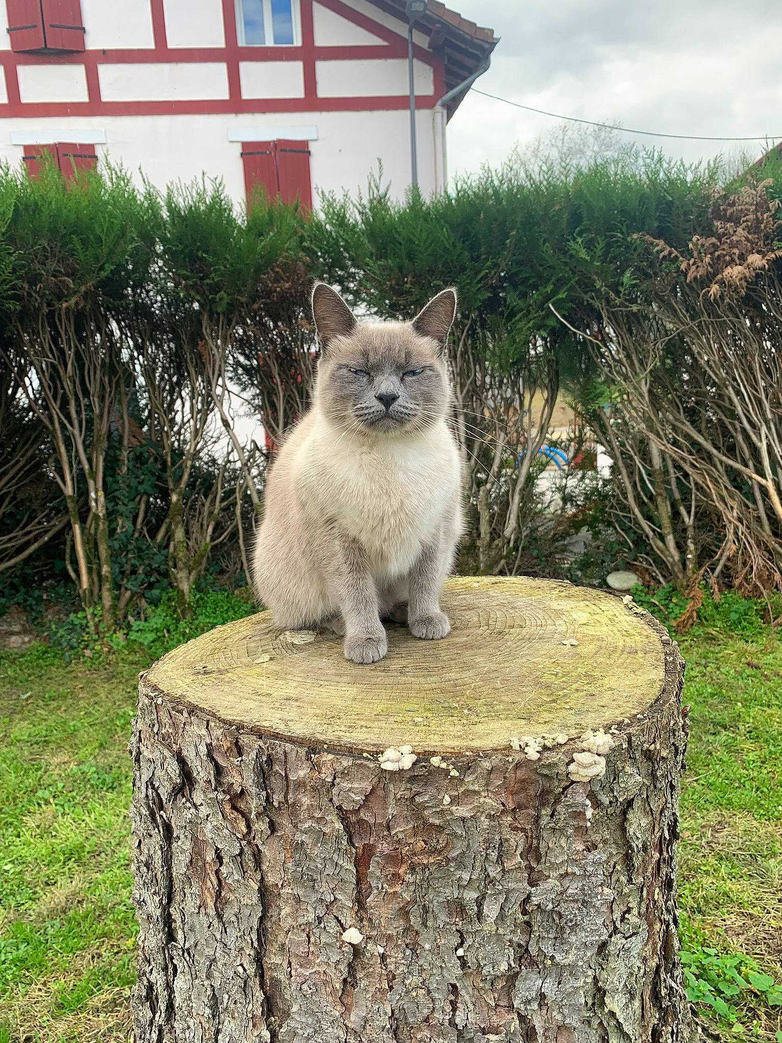 Pocket participe au concours pour gagner de l'argent avec cette photo : building, carnivore, cat, cloud, fawn, felidae, grass, house, landscape, plant, sky, small_to_medium_sized_cats, snout, tail, terrestrial_animal, tree, trunk, whiskers, window, wood