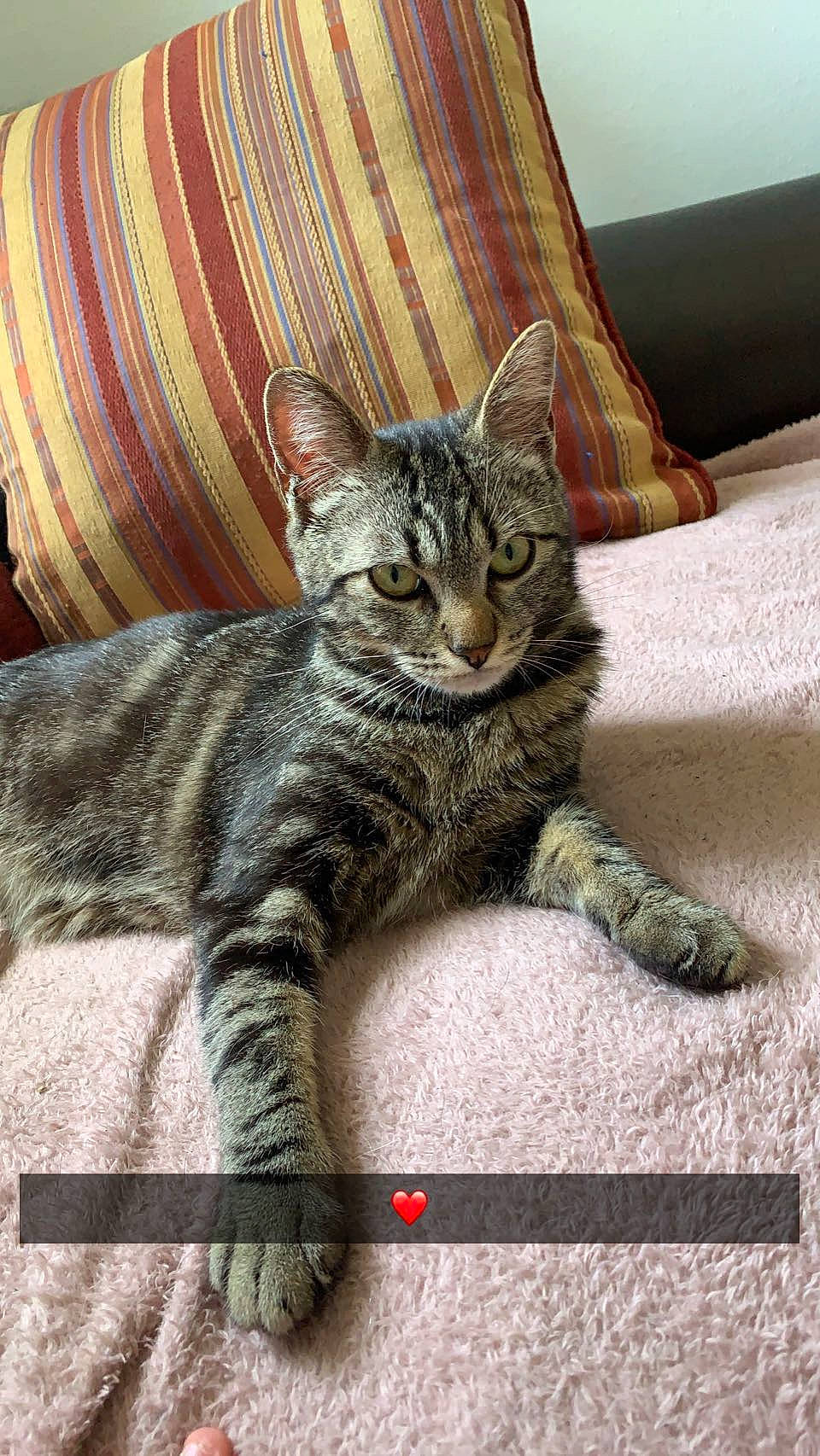 Tigrou participe au concours pour gagner de l'argent avec cette photo : barrel, carnivore, cat, claw, comfort, curtain, domestic_short_haired_cat, felidae, foot, fur, grey, paw, sitting, small_to_medium_sized_cats, snout, tail, terrestrial_animal, whiskers