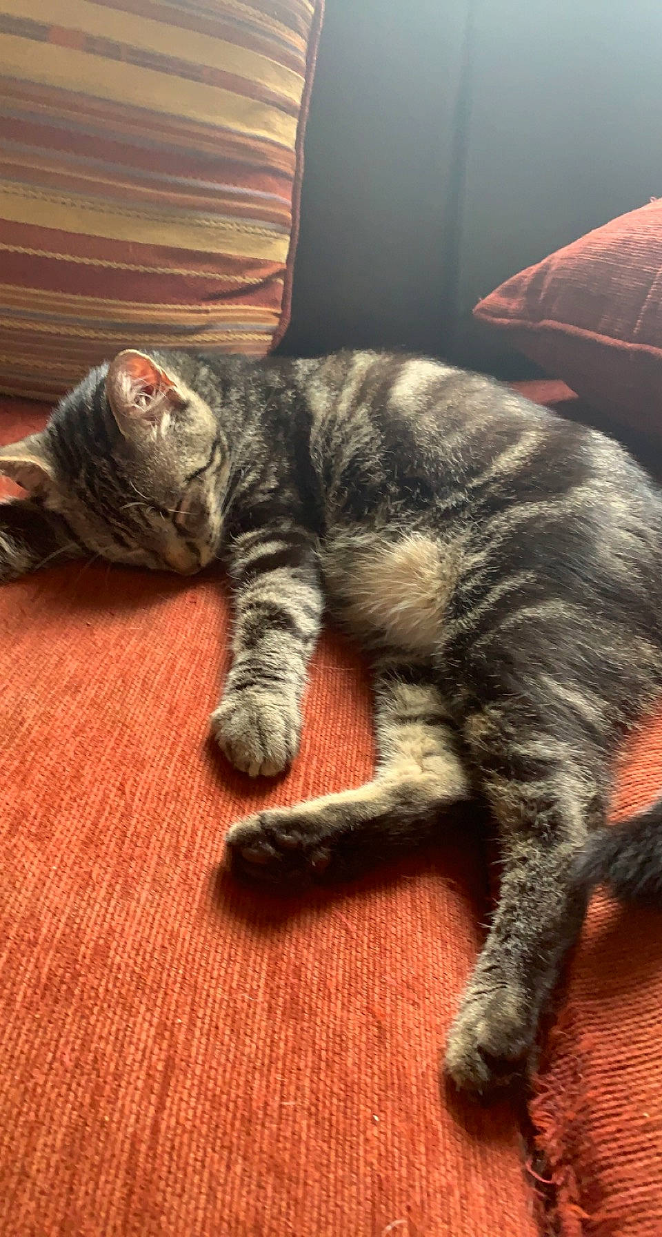 Tigrou participe au concours pour gagner de l'argent avec cette photo : carnivore, cat, claw, comfort, domestic_short_haired_cat, felidae, flooring, fur, grey, hardwood, metal, nap, paw, small_to_medium_sized_cats, snout, tail, terrestrial_animal, whiskers, wood