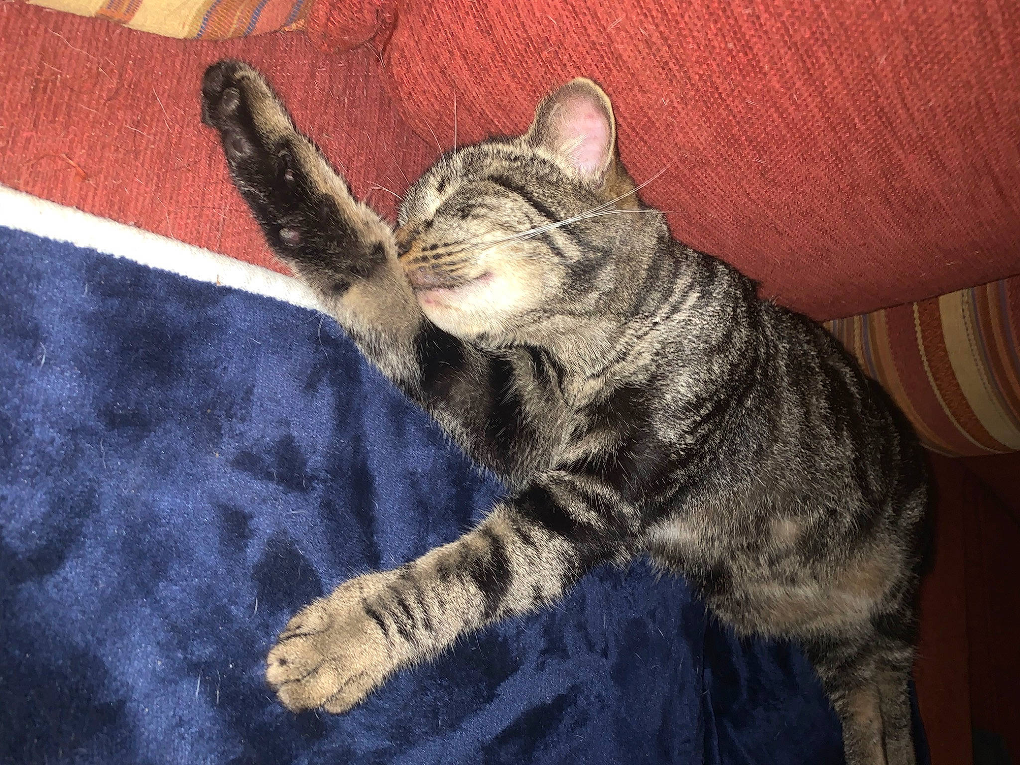 Tigrou participe au concours pour gagner de l'argent avec cette photo : art, carnivore, cat, claw, domestic_short_haired_cat, felidae, fur, gesture, illustration, paw, small_to_medium_sized_cats, snout, tail, terrestrial_animal, whiskers, wildlife