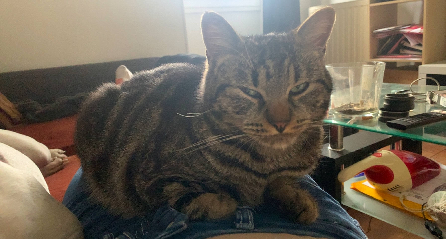 Tigrou a rejoint le concours — aidez-le/la à gagner de superbes lots ! carnivore, cat, comfort, domestic_short_haired_cat, felidae, fur, mouse, paw, shelf, small_to_medium_sized_cats, tableware, whiskers