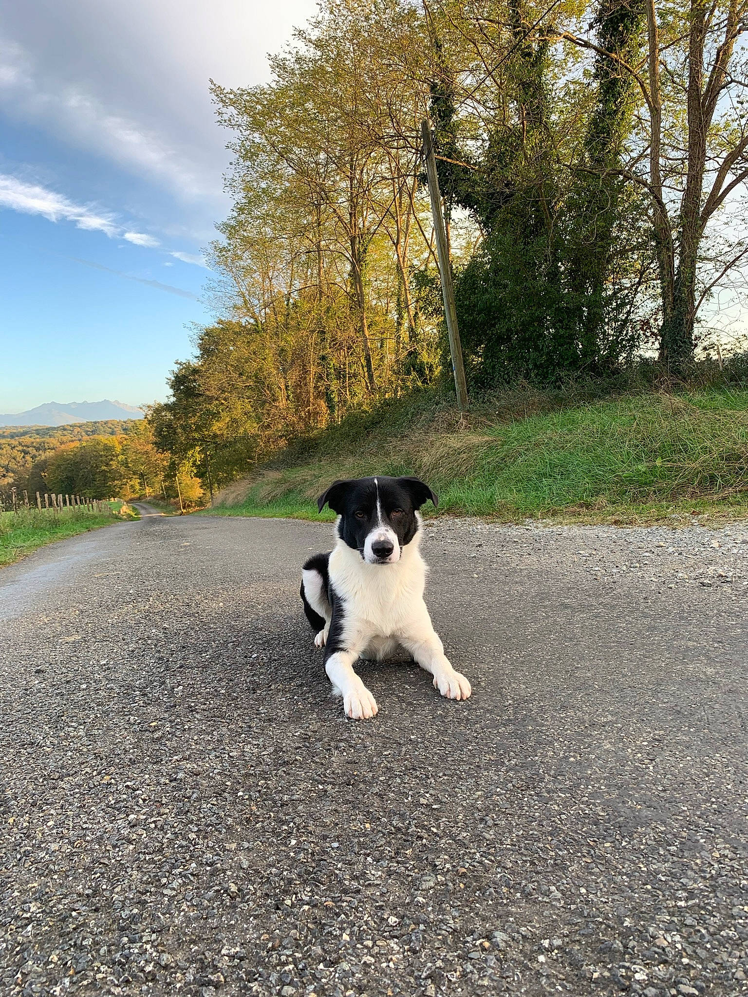 Pitt a rejoint le concours — aidez-le/la à gagner de superbes lots ! asphalt, canidae, carnivore, cloud, companion_dog, dog, dog_breed, grass, landscape, plant, road, road_surface, sky, snout, soil, sporting_group, tail, terrier, tints_and_shades, tree