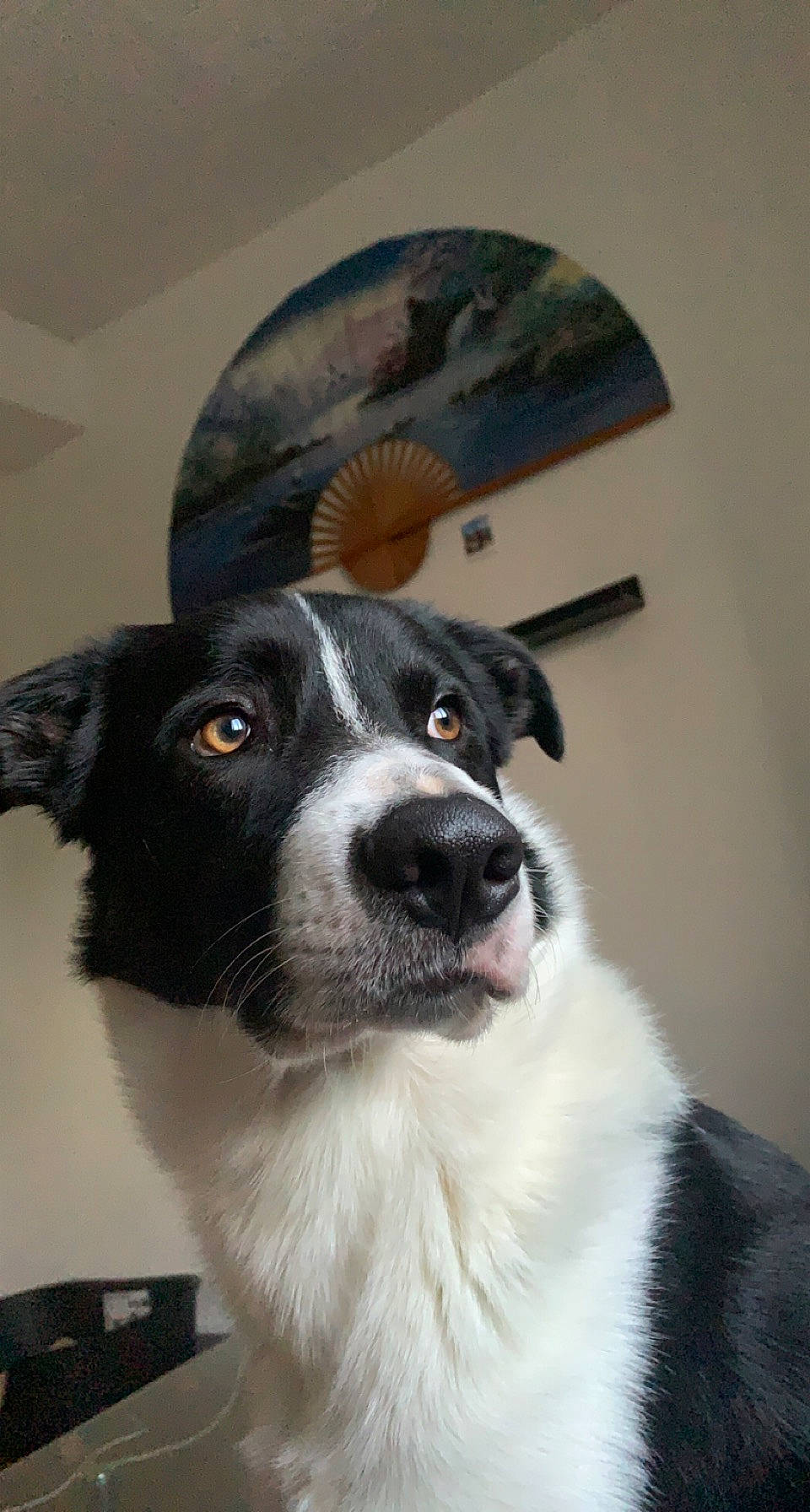 Pitt a rejoint le concours — aidez-le/la à gagner de superbes lots ! australian_collie, border_collie, canidae, carnivore, collar, companion_dog, dog, dog_breed, fur, herding_dog, picture_frame, snout, sporting_group, whiskers, working_animal, working_dog