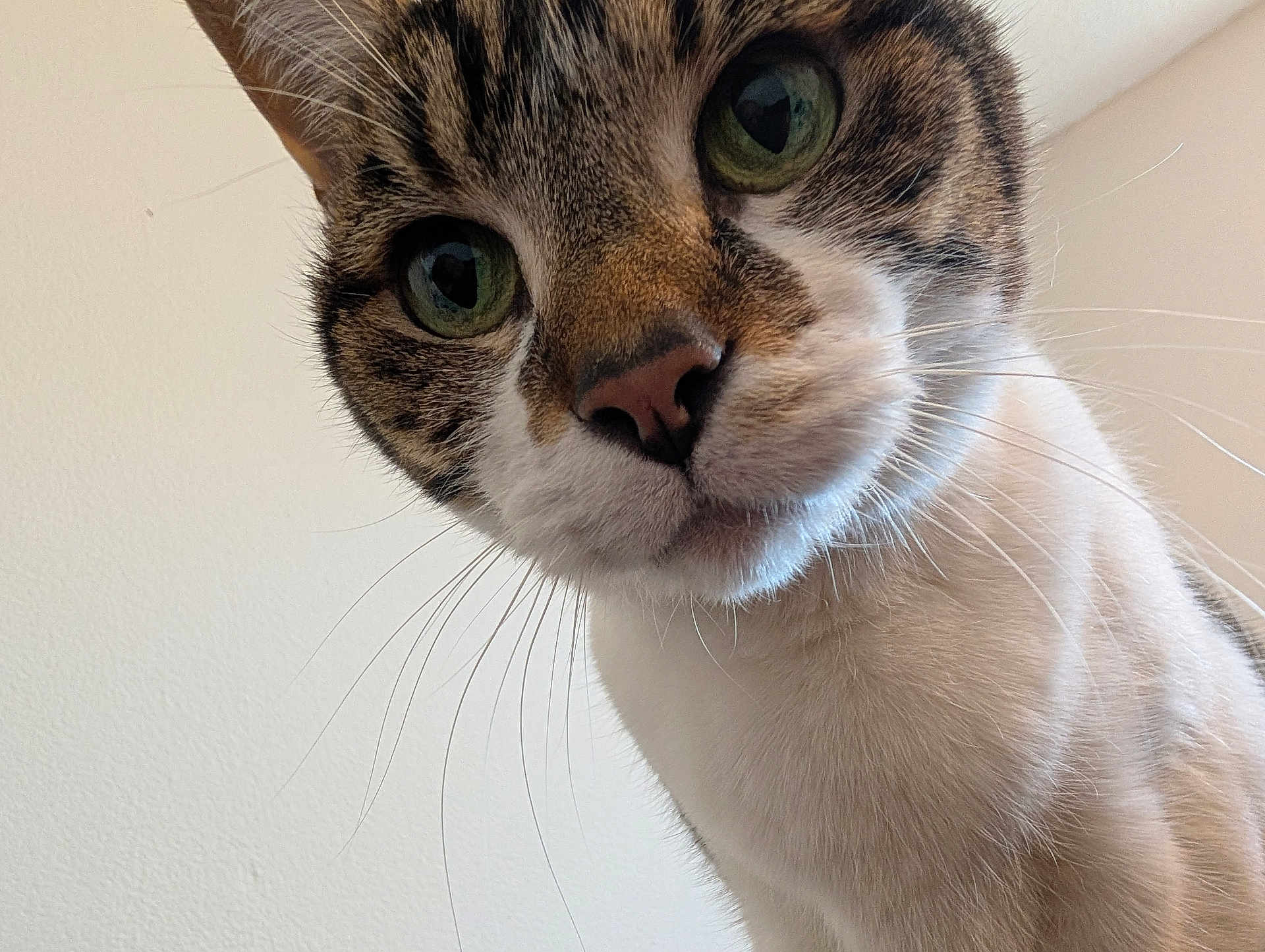 Meatball joined the competition — help win amazing prizes! cat, close_up, whiskers, curious, pet, feline, face, fur, indoor, animal, tabby, white_fur, green_eyes, portrait, looking_down, cute, domestic_cat, muzzle, close_range, playful