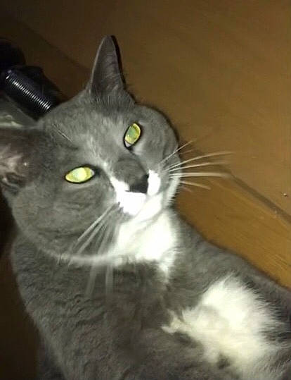 Feasco joined the competition — help win amazing prizes! carnivore, cat, domestic_short_haired_cat, felidae, fur, monochrome_photography, small_to_medium_sized_cats, snout, terrestrial_animal, whiskers