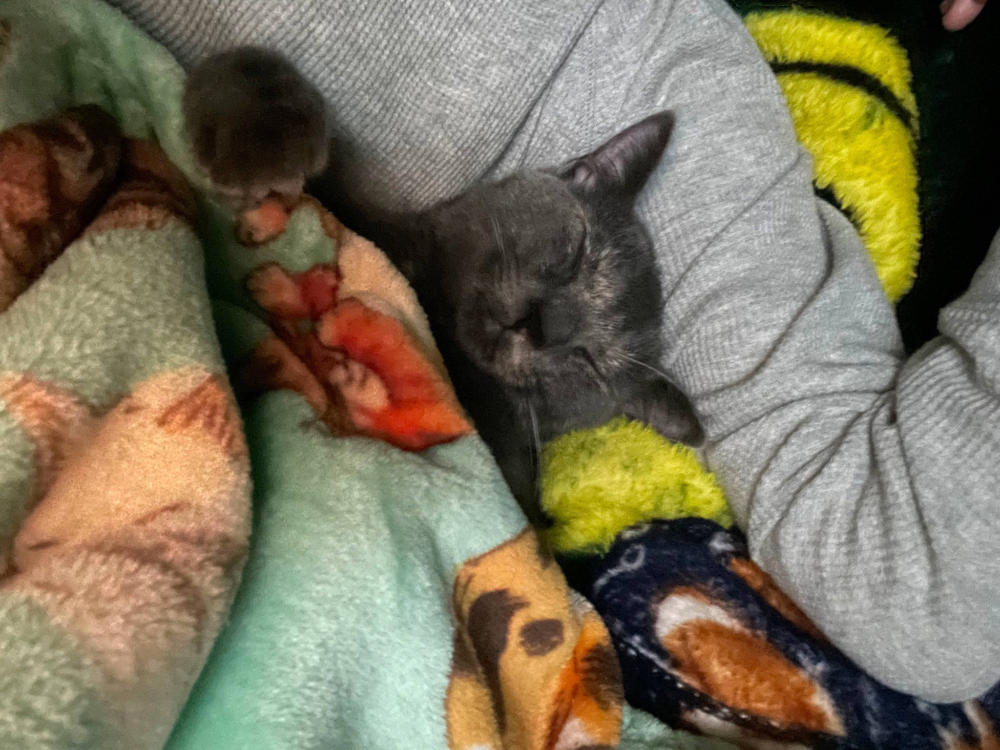 Aries joined the competition — help win amazing prizes! black_cat, canidae, carnivore, cat, claw, comfort, companion_dog, dog_breed, domestic_short_haired_cat, felidae, fur, grey, linens, mammal, nap, paw, small_to_medium_sized_cats, tail, vertebrate, whiskers