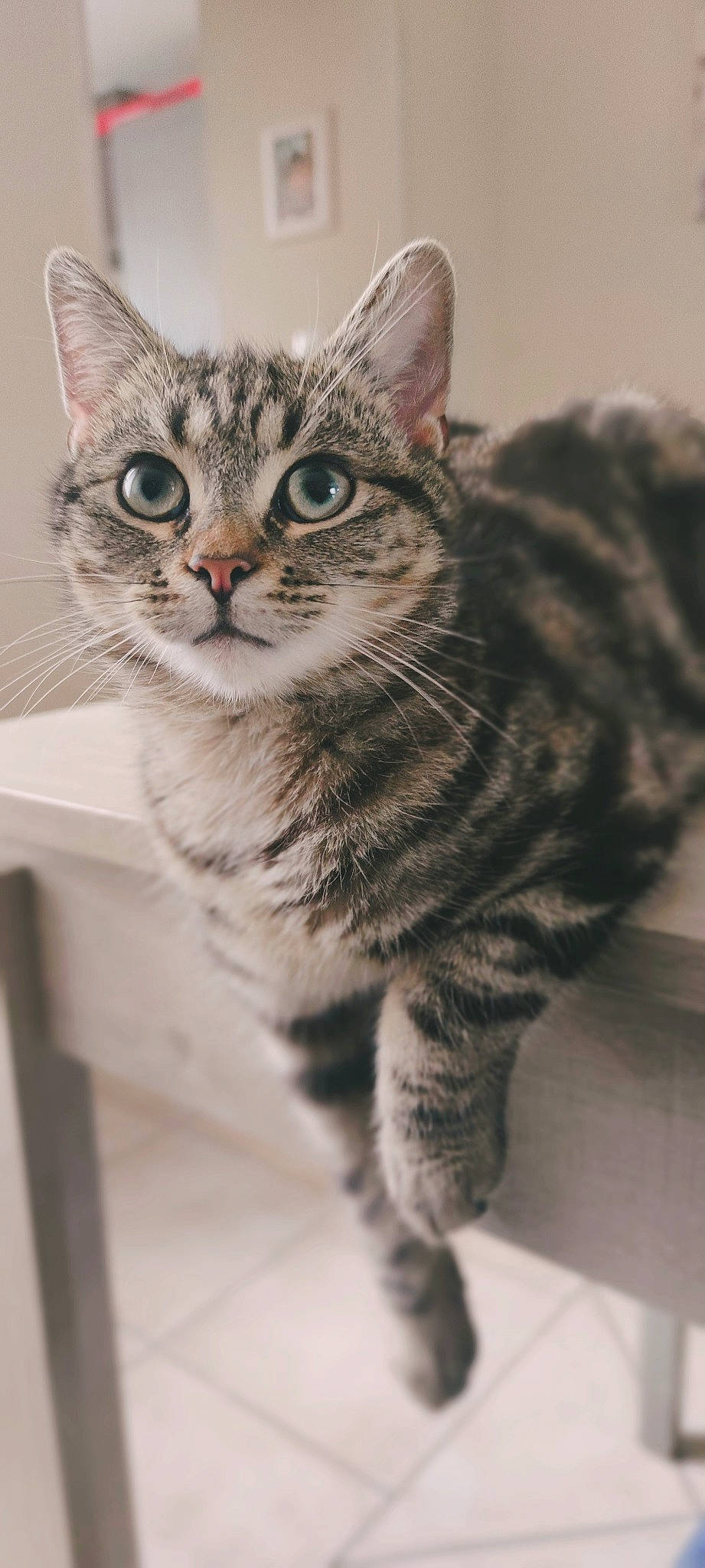 Balou participe au concours pour gagner de l'argent avec cette photo : carnivore, cat, domestic_short_haired_cat, felidae, fur, iris, paw, small_to_medium_sized_cats, snout, tail, terrestrial_animal, whiskers, wildlife
