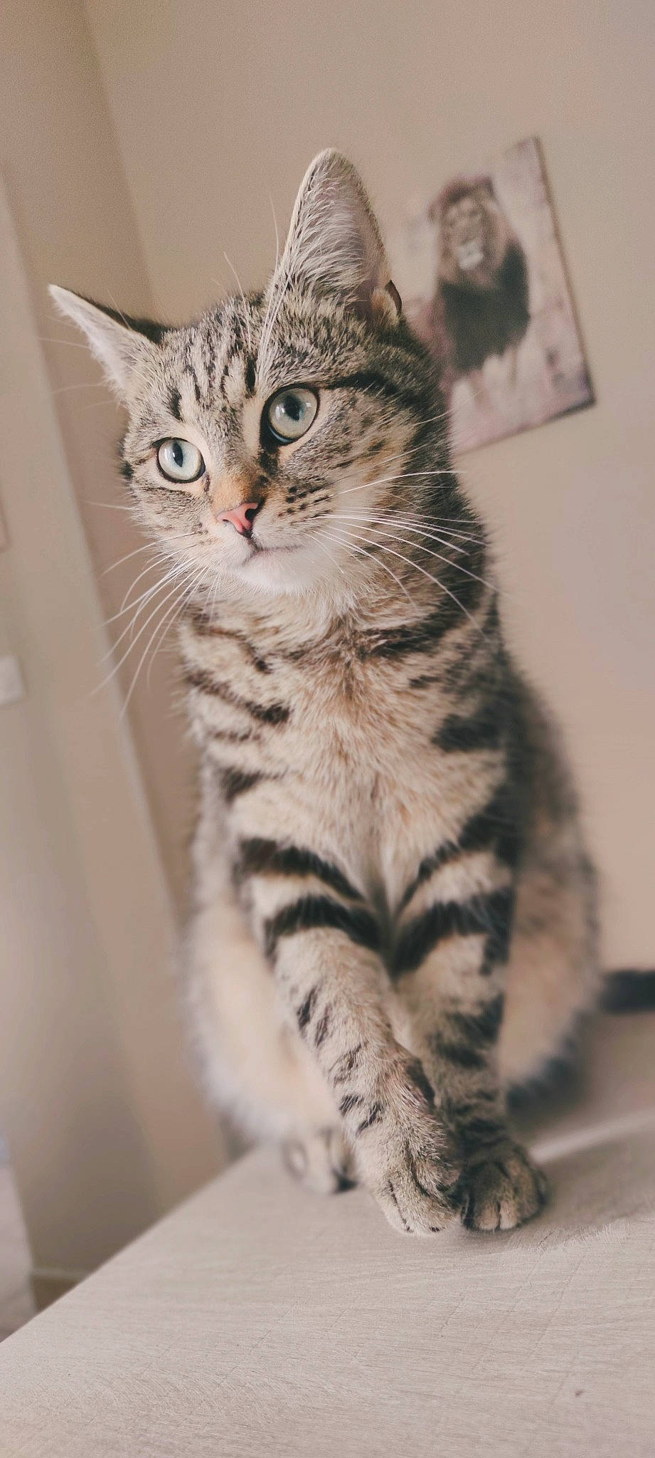 Balou participe au concours pour gagner de l'argent avec cette photo : carnivore, cat, claw, domestic_short_haired_cat, door, eye, felidae, foot, fur, paw, sitting, small_to_medium_sized_cats, snout, tail, terrestrial_animal, whiskers, wildlife