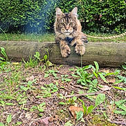 Yoshi participe au concours pour gagner de l'argent avec cette photo : animal, cat, daylight, ears, feline, fur, garden, grass, greenery, lush, maine_coon, nature, outdoor, paws, pet, plants, relaxed, serious_expression, whiskers, wooden_log
