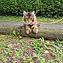Yoshi participe au concours pour gagner de l'argent avec cette photo : alert, animal, cat, closeup, domestic_cat, fluffy, fur, garden, grass, greenery, leash, mammal, nature, outdoor, paws, pet, plants, resting, whiskers, wooden_log