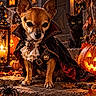 Elfie a rejoint le concours — aidez-le/la à gagner de superbes lots ! dog, cat, vampire_costume, halloween, pet, animal, portrait, costume, cape, lantern, pumpkin, jack_o_lantern, autumn, leaves, spider_decoration, outdoor, night, warm_lighting, black_cat, small_dog