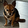 dog, small_dog, chihuahua, brown_dog, black_and_tan, sitting, indoors, tile_floor, large_ears, pointed_ears, short_hair, pet, canine, animal_portrait, looking_at_camera, paws, tail, shadow, home, floor